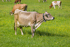 Brown-Swiss