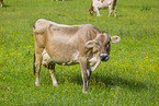 Brown-Swiss