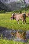 Brown-Swiss