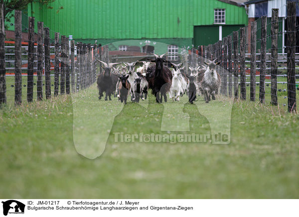 Bulgarische Schraubenhrnige Langhaarziegen and Girgentana-Ziegen / Bulgarian long hair goats and  Girgentana goats / JM-01217