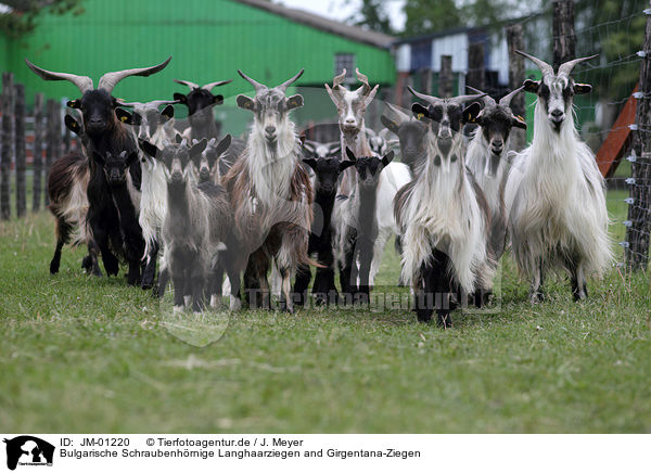Bulgarische Schraubenhrnige Langhaarziegen and Girgentana-Ziegen / Bulgarian long hair goats and  Girgentana goats / JM-01220