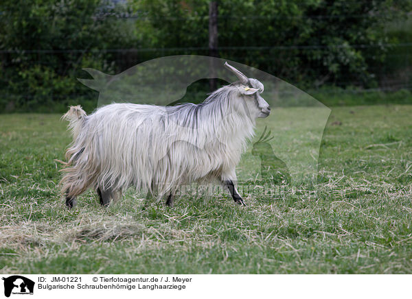 Bulgarische Schraubenhrnige Langhaarziege / Bulgarian long hair goat / JM-01221