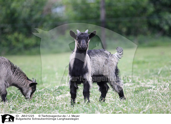 Bulgarische Schraubenhrnige Langhaarziegen / Bulgarian long hair goats / JM-01225