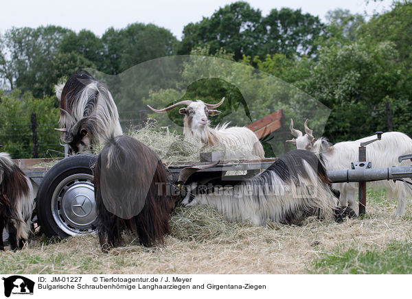 Bulgarische Schraubenhrnige Langhaarziegen and Girgentana-Ziegen / JM-01227