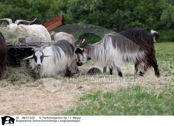 Bulgarische Schraubenhrnige Langhaarziegen / Bulgarian long hair goats / JM-01229