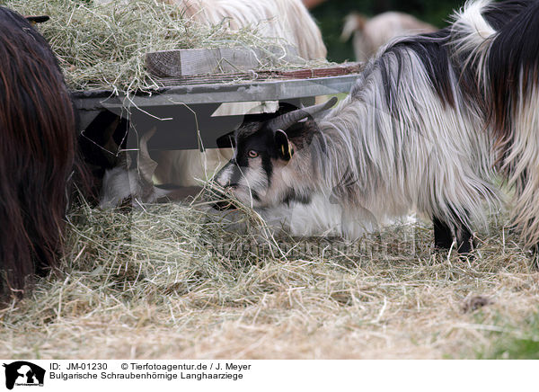 Bulgarische Schraubenhrnige Langhaarziege / Bulgarian long hair goat / JM-01230