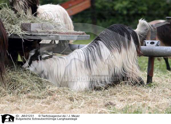 Bulgarische Schraubenhrnige Langhaarziege / Bulgarian long hair goat / JM-01231