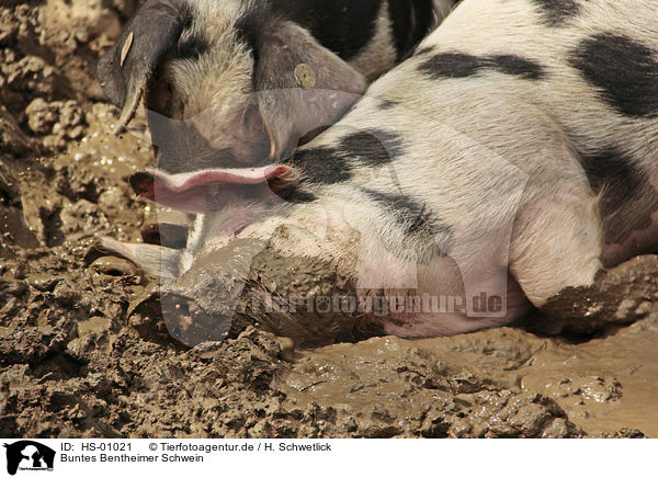 Buntes Bentheimer Schwein / Bentheim black pied / HS-01021