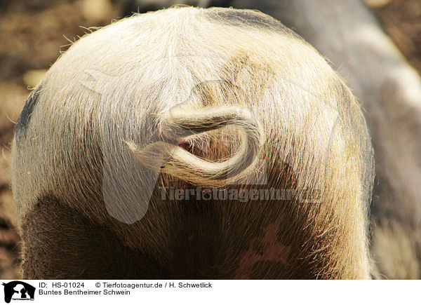 Buntes Bentheimer Schwein / HS-01024