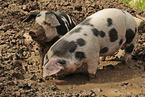 Buntes Bentheimer Schwein