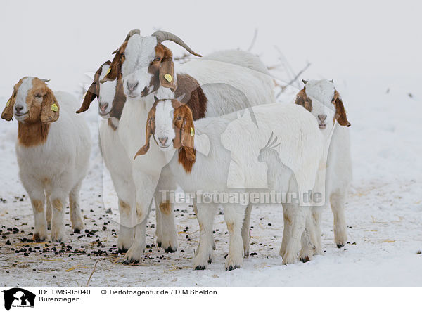 Burenziegen / goats / DMS-05040