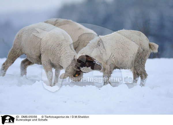 Burenziege und Schafe / goat and sheeps / DMS-05056