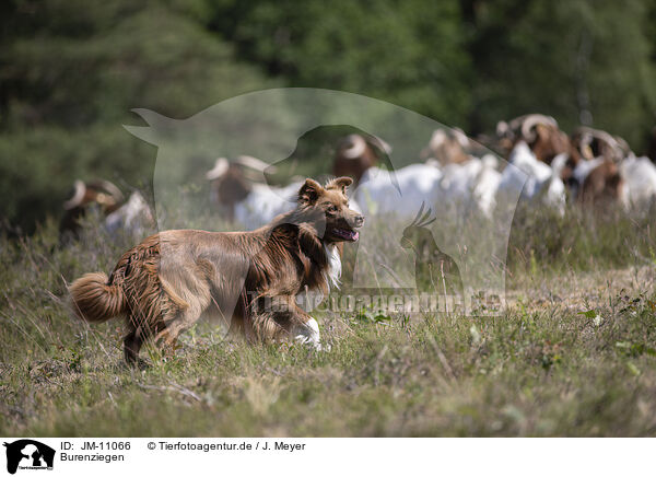 Burenziegen / Buren boer / JM-11066