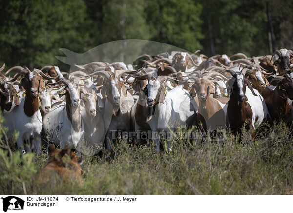 Burenziegen / Buren boer / JM-11074