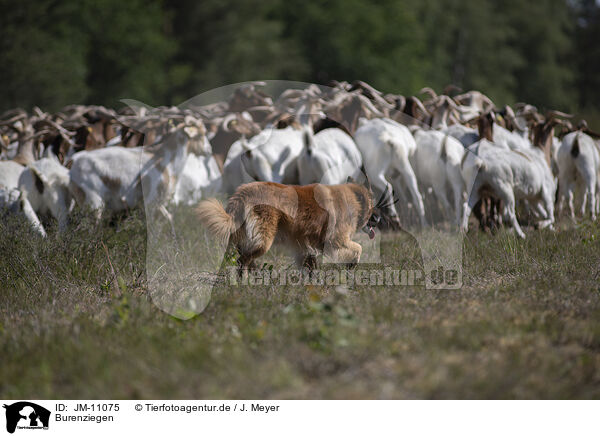 Burenziegen / Buren boer / JM-11075