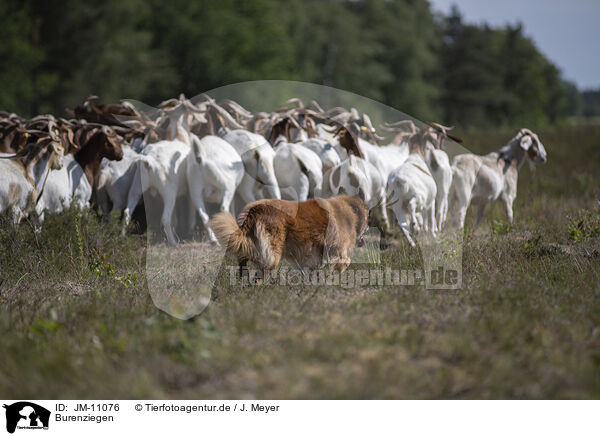 Burenziegen / JM-11076