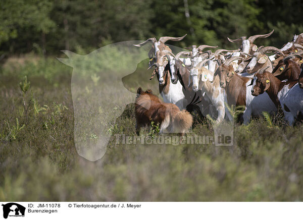 Burenziegen / Buren boer / JM-11078