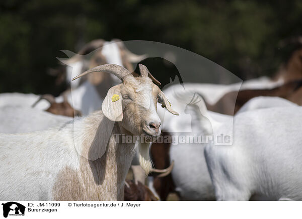 Burenziegen / Buren boer / JM-11099