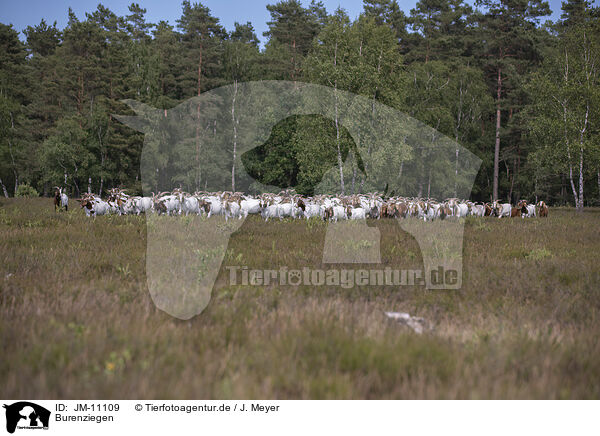 Burenziegen / Buren boer / JM-11109