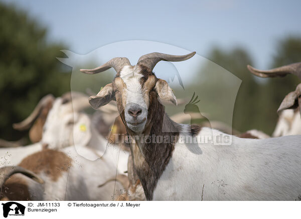 Burenziegen / Buren boer / JM-11133