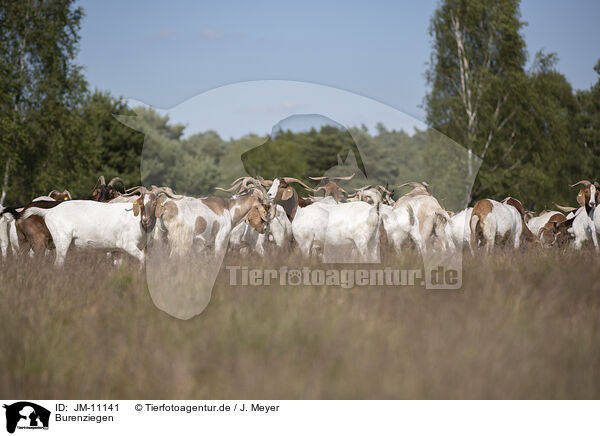 Burenziegen / Buren boer / JM-11141