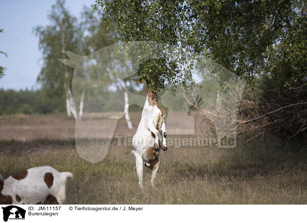 Burenziegen / JM-11157