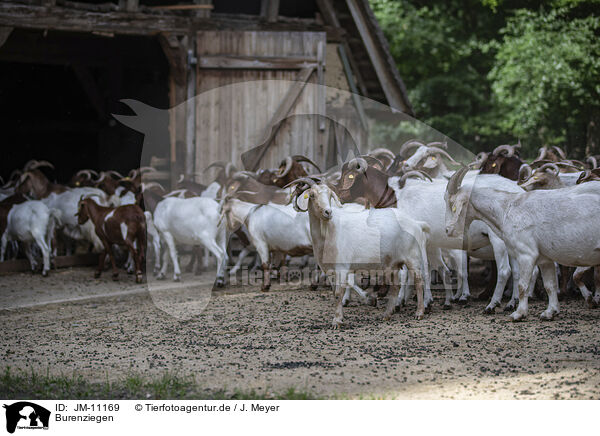 Burenziegen / Buren boer / JM-11169