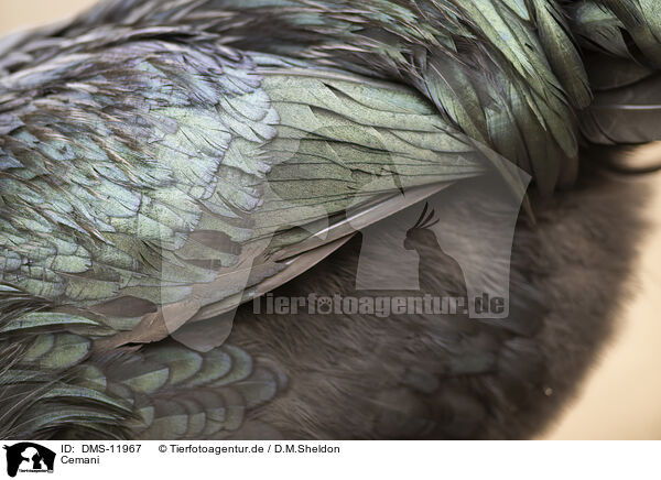 Cemani / Ayam Cemani / DMS-11967