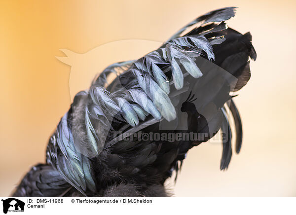 Cemani / Ayam Cemani / DMS-11968