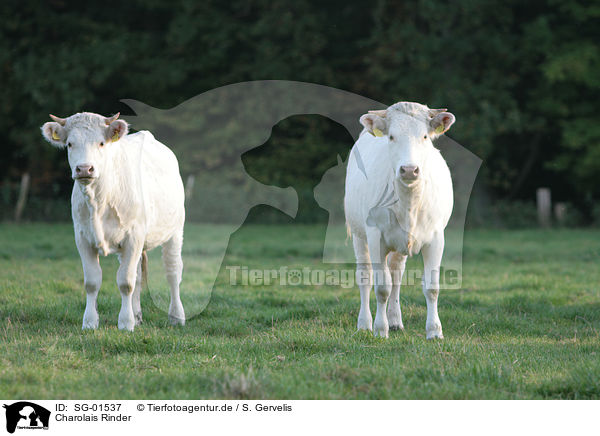 Charolais Rinder / Charolais cattles / SG-01537