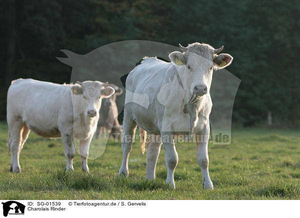 Charolais Rinder / SG-01539