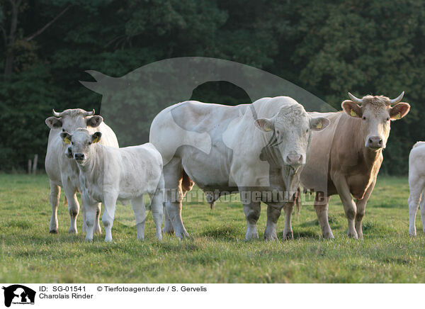 Charolais Rinder / SG-01541