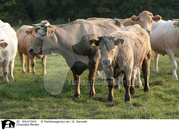 Charolais Rinder / Charolais cattles / SG-01543