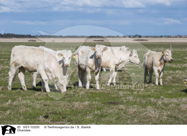 Charolais / Charolais / SST-10200