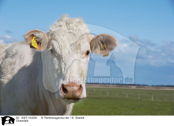 Charolais / Charolais / SST-10208