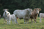 Charolais Rinder