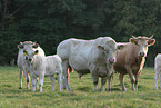 Charolais Rinder