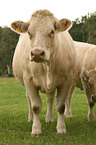 Charolais