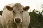 Charolais Portrait