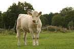 Charolais