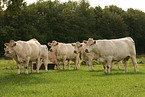 Charolais Herde