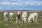 Charolais