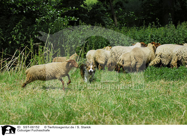 Coburger Fuchsschafe / sheeps / SST-06152