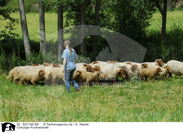 Coburger Fuchsschafe / sheeps / SST-06156