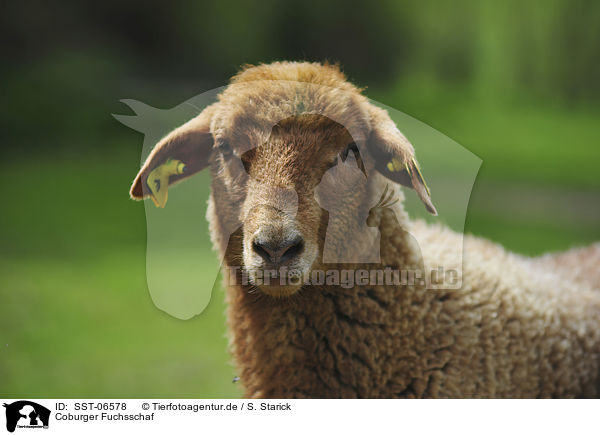 Coburger Fuchsschaf / sheep / SST-06578