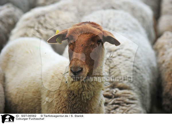 Coburger Fuchsschaf / sheep / SST-06582