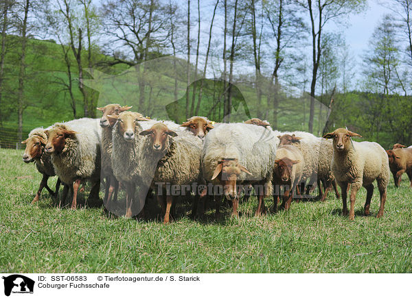 Coburger Fuchsschafe / sheeps / SST-06583