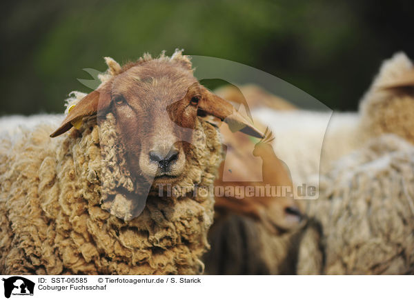Coburger Fuchsschaf / sheep / SST-06585