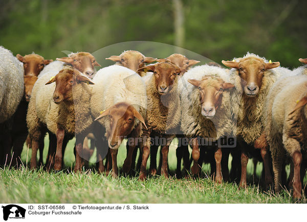 Coburger Fuchsschafe / sheeps / SST-06586