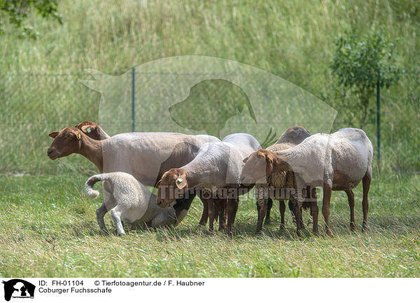 Coburger Fuchsschafe / Coburg fox Sheeps / FH-01104